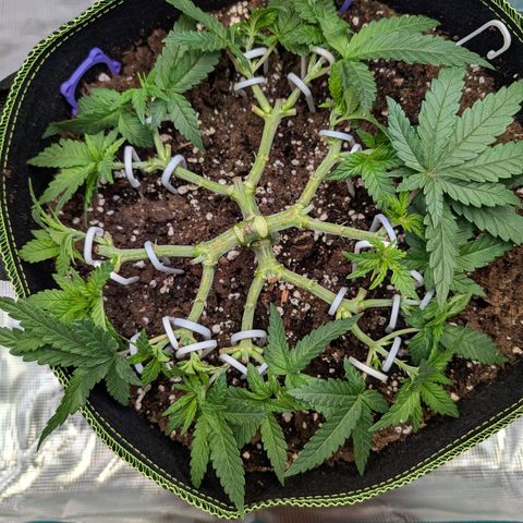Green Poison growlog timeline photo