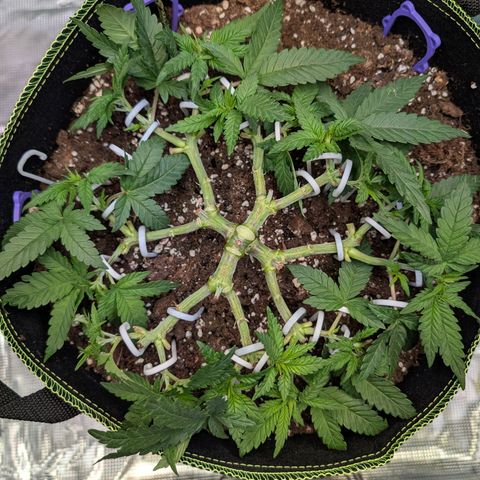 Green Poison growlog timeline photo