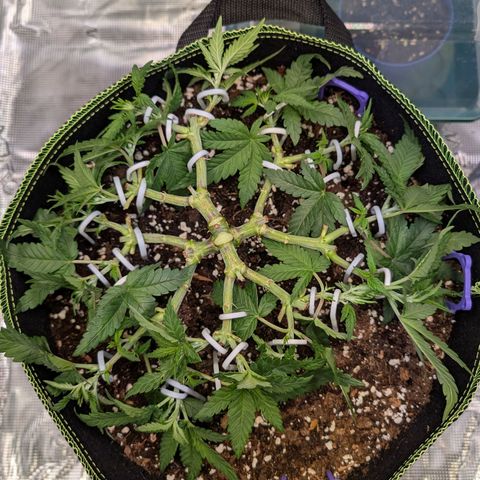 Green Poison growlog timeline photo