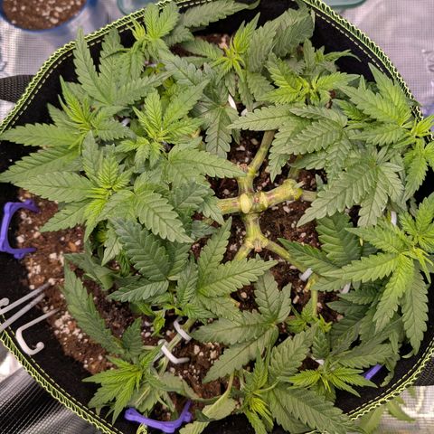 Green Poison growlog timeline photo