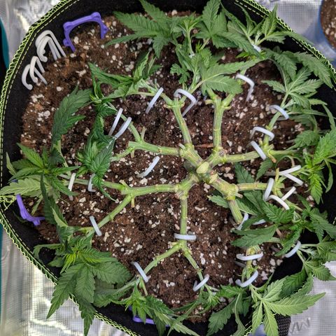 Green Poison growlog timeline photo