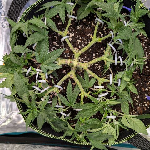 Green Poison growlog timeline photo