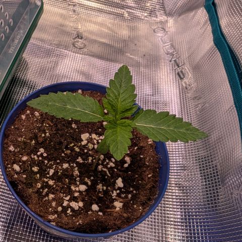 White Widow growlog timeline photo
