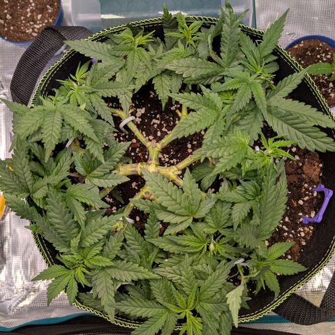 Green Poison growlog timeline photo