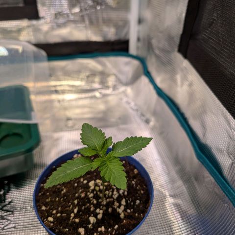 White Widow growlog timeline photo