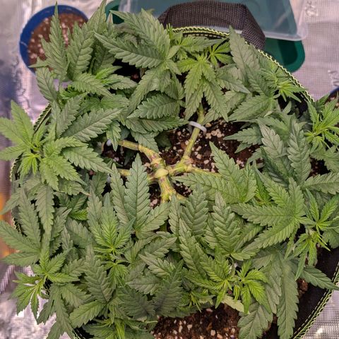 Green Poison growlog timeline photo