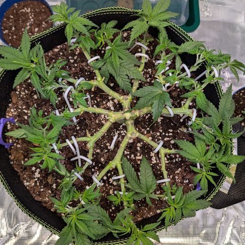 Green Poison growlog timeline photo