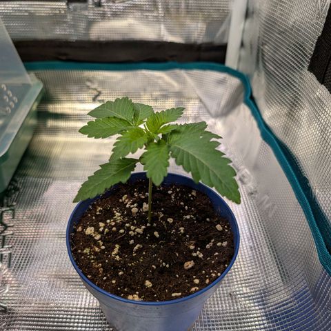 White Widow growlog timeline photo