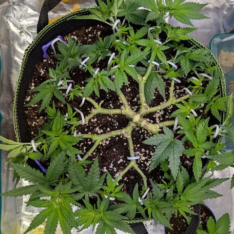 Green Poison growlog timeline photo