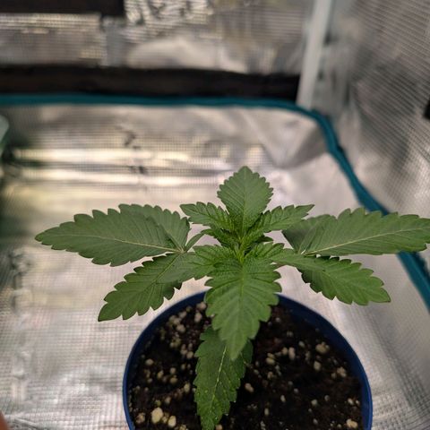 White Widow growlog timeline photo