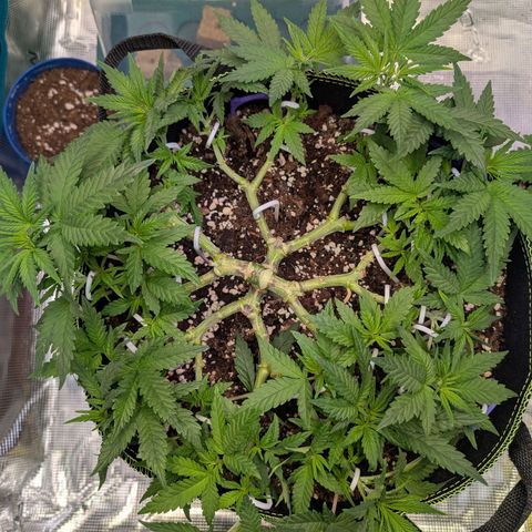 Green Poison growlog timeline photo
