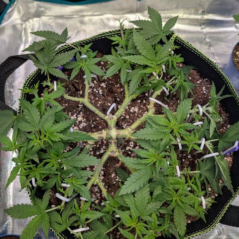 Green Poison growlog timeline photo