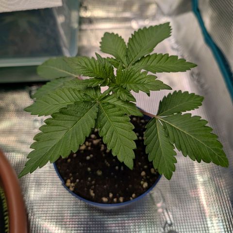 White Widow growlog timeline photo