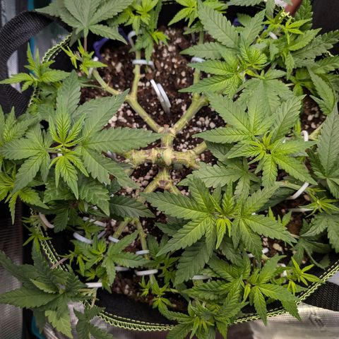Green Poison growlog timeline photo