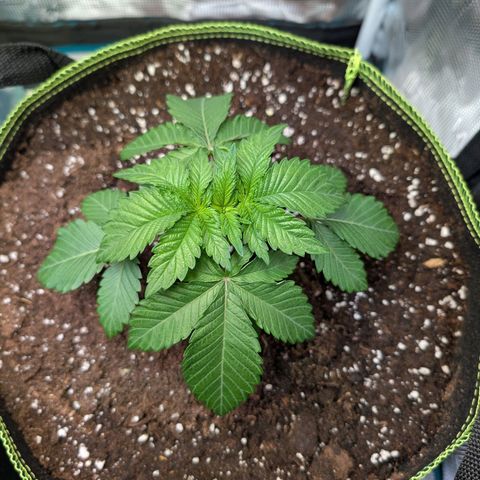 White Widow growlog timeline photo