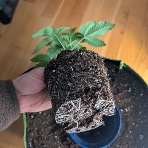 White Widow growlog timeline photo