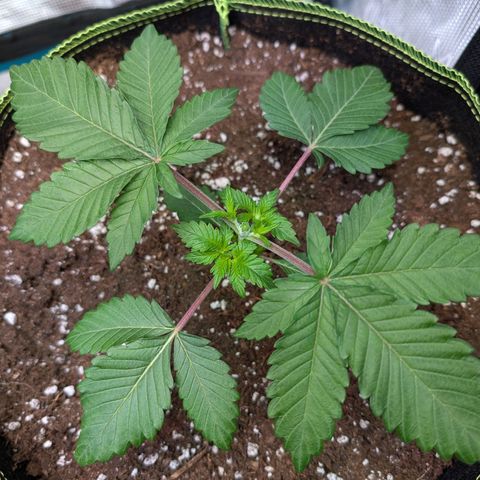 White Widow growlog timeline photo