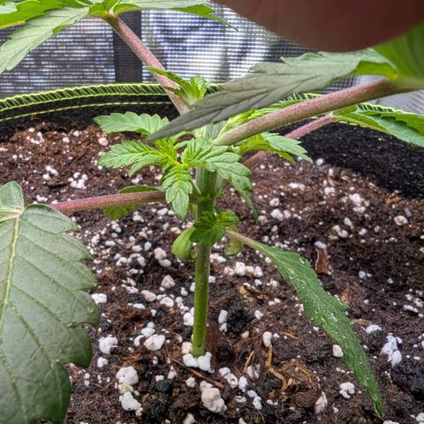 White Widow growlog timeline photo