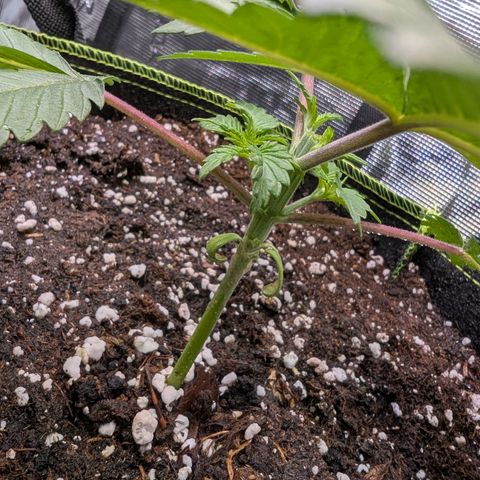 White Widow growlog timeline photo