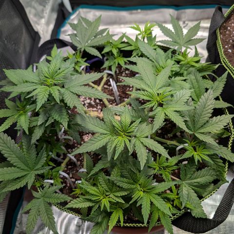 Green Poison growlog timeline photo