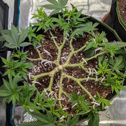 Green Poison growlog timeline photo
