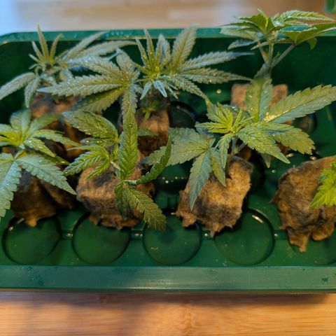 White Widow growlog timeline photo