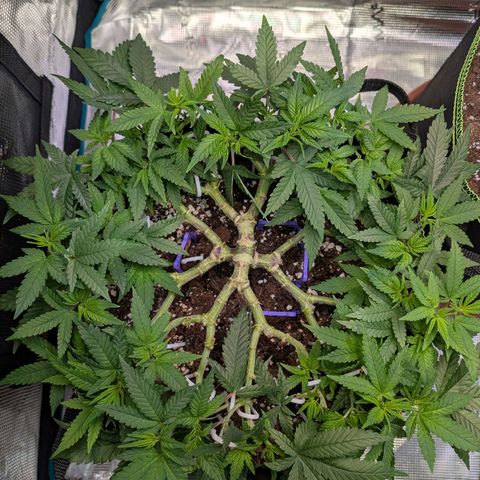 Green Poison growlog timeline photo