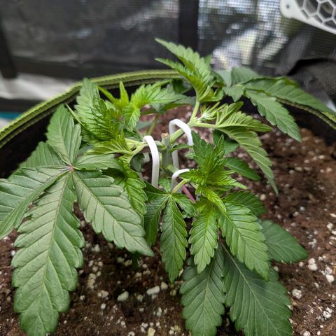 White Widow growlog timeline photo
