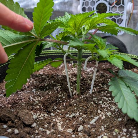 White Widow growlog timeline photo