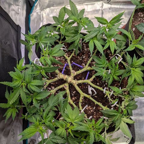 Green Poison growlog timeline photo