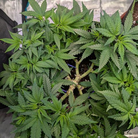 Green Poison growlog timeline photo