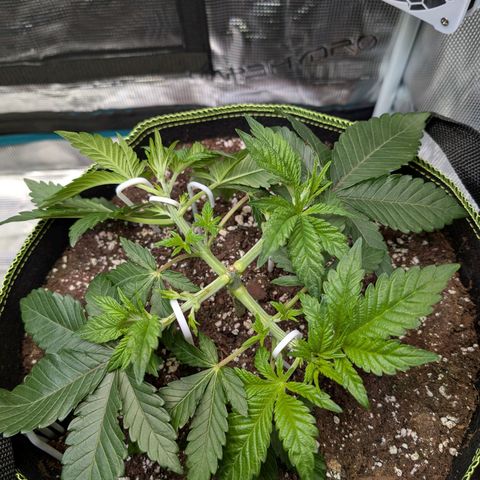 White Widow growlog timeline photo
