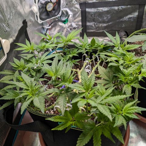 Green Poison growlog timeline photo