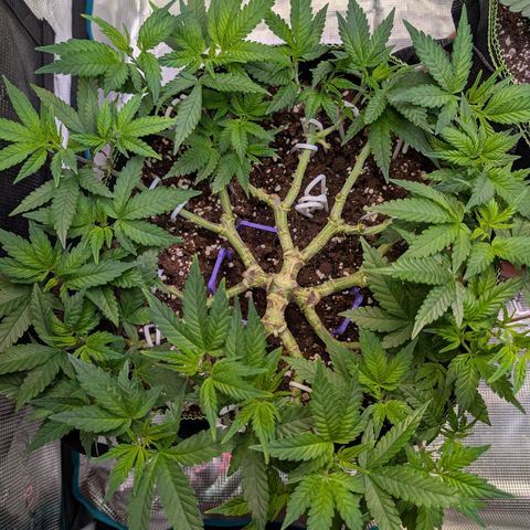 Green Poison growlog timeline photo
