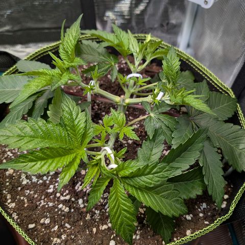 White Widow growlog timeline photo