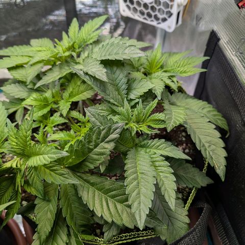 White Widow growlog timeline photo