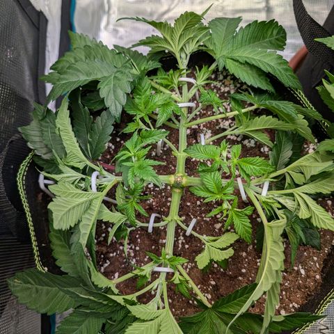 White Widow growlog timeline photo