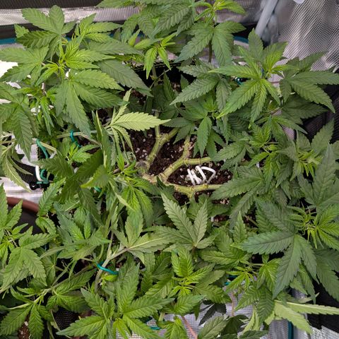 Green Poison growlog timeline photo