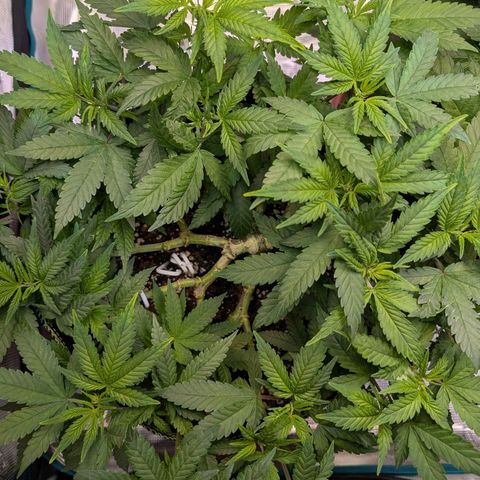 Green Poison growlog timeline photo