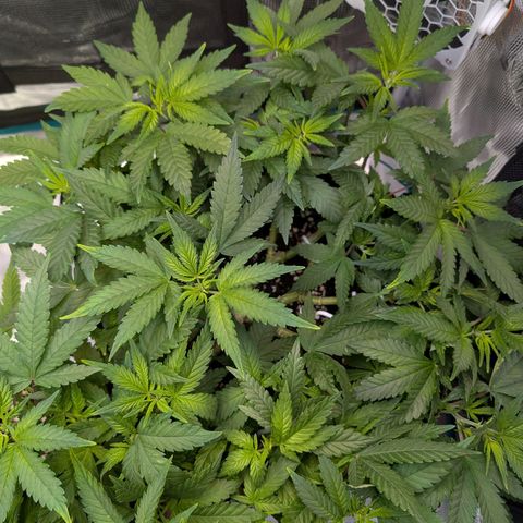 Green Poison growlog timeline photo