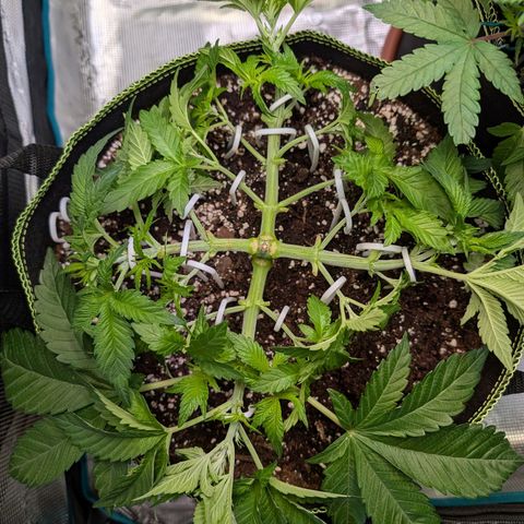 White Widow growlog timeline photo