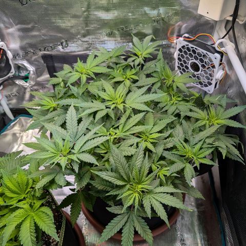 Green Poison growlog timeline photo