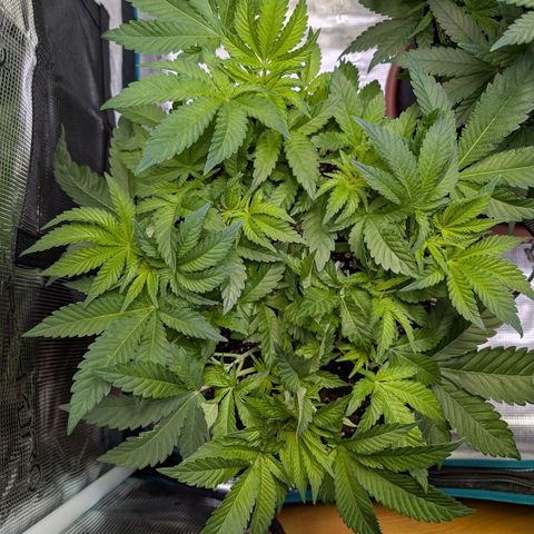 White Widow growlog timeline photo