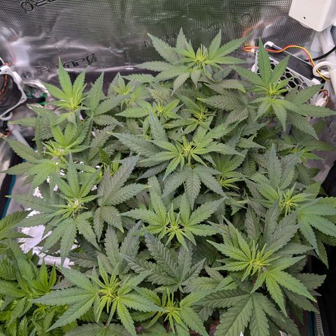 Green Poison growlog timeline photo
