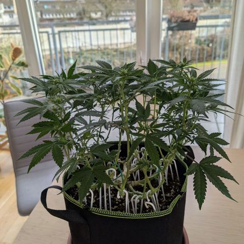 Green Poison growlog timeline photo
