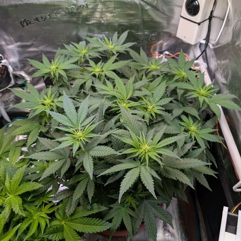 Green Poison growlog timeline photo