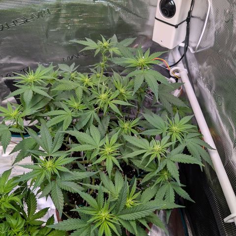 Green Poison growlog timeline photo