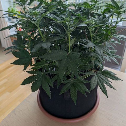 Green Poison growlog timeline photo