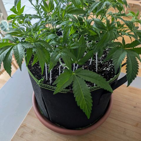 White Widow growlog timeline photo