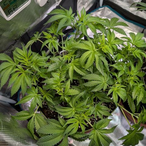 White Widow growlog timeline photo